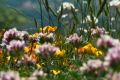 Mil flores en prados y bosques