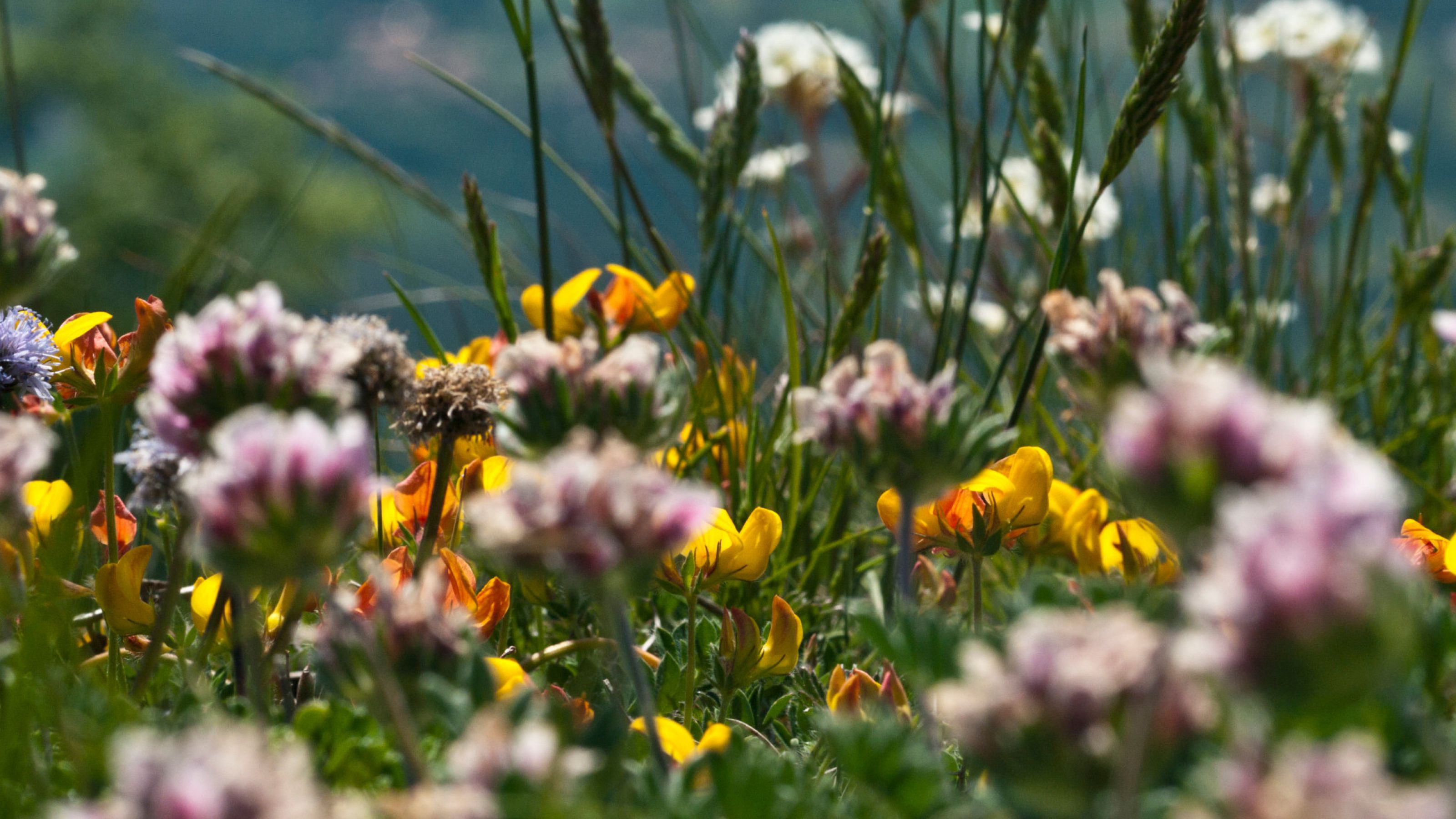 Mil flores en prados y bosques